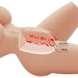 Crazy Bull-Lily Realistic Torso Weibliche Vagina und Anal, 4 kg-TPR · Sextoys (Bild 4)